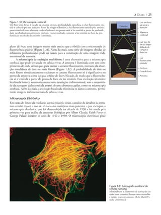 A CÉLULA / 25

Figura 1.30 Microscopia confocal                                                                                                       Luz em foco
Um fino feixe de luz é focado na amostra em uma profundidade específica, e a luz fluorescente emi-                                     alcança o
                                                                                                                  Detector
tida é coletada por um detector. Antes de atingir o detector, a luz fluorescente emitida pela amostra                                  detector
passa através de uma abertura confocal colocada no ponto onde a luz emitida a partir da profundi-
dade escolhida da amostra entra em foco. Como resultado, somente a luz emitida no foco da pro-                                         Abertura
fundidade escolhida da amostra é detectada.                                                                                            confocal


                                                                                                                                       Luz fora de
                                                                                                                                       foco é impe-
plano de foco, uma imagem muito mais precisa que a obtida com a microscopia de                                                         dida de al-
fluorescência padrão (Figura 1.31). Além do mais, uma série de imagens obtidas de                                                      cançar o
diferentes profundidades pode ser usada para a construção de uma imagem tridi-                                                         detector
mensional da amostra.
                                                                                                                                       Luz
      A microscopia de excitação multifóton é uma alternativa para a microscopia                                                       fluorescente
confocal que pode ser usada em células vivas. A amostra é iluminada com um com-                                                        emitida
primento de onda de luz que, para excitar o corante fluorescente, necessita da absor-
                                                                                                                                       Em foco
ção simultânea de dois ou mais fótons (Figura 1.32). A probabilidade de dois ou
                                                                                                                                       Fora de foco
mais fótons simultaneamente excitarem o corante fluorescente só é significativa no
ponto da amostra acima do qual o feixe do laser é focado, de modo que a fluorescên-                                                    Amostra
cia só é emitida a partir do plano de foco da luz emitida. Essa excitação altamente
localizada fornece automaticamente uma resolução tridimensional, sem a necessida-
de da passagem da luz emitida através de uma abertura capilar, como na microscopia
confocal. Além do mais, a excitação localizada minimiza os danos à amostra, permi-
tindo imagens tridimensionais de células vivas.

Microscopia Eletrônica
Em razão do limite da resolução do microscópio ótico, a análise de detalhes da estru-
tura celular requer o uso de técnicas microscópicas mais potentes – por exemplo, a
microscopia eletrônica, que foi desenvolvida na década de 1930 e foi usada pela
primeira vez para análise de amostras biológicas por Albert Claude, Keith Porter e
George Palade durante os anos de 1940 e 1950. O microscópio eletrônico pode




                                                                                                        Figura 1.31 Micrografia confocal de
                                                                                                        células humanas
                                                                                                        Microtúbulos e filamentos de actina são co-
                                                                                                        rados com corantes fluorescentes vermelho
                                                                                                        e verde, respectivamente. (K.G Murti/Vi-
                                                                                                        suals Unlimited.)
 