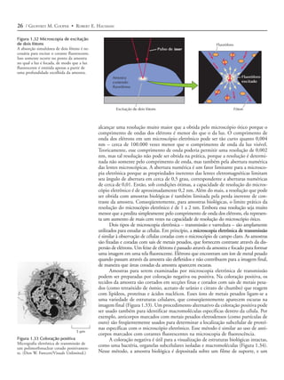 26 / GEOFFREY M. COOPER • ROBERT E. HAUSMAN

Figura 1.32 Microscopia de excitação
de dois fótons                                                                                                Fluoróforo
A absorção simultânea de dois fótons é ne-                                          Pulso de laser
cessária para excitar o corante fluorescente.
Isso somente ocorre no ponto da amostra
no qual a luz é focada, de modo que a luz
fluorescente é emitida apenas a partir de
uma profundidade escolhida da amostra.
                                                       Amostra                                                                 Fluoróforo
                                                       contendo                                                                excitado
                                                       fluoróforos




                                                         Excitação de dois fótons                                          Fóton



                                                alcançar uma resolução muito maior que a obtida pelo microscópio ótico porque o
                                                comprimento de ondas dos elétrons é menor do que o da luz. O comprimento de
                                                onda dos elétrons em um microscópio eletrônico pode ser tão curto quanto 0,004
                                                nm – cerca de 100.000 vezes menor que o comprimento de onda da luz visível.
                                                Teoricamente, esse comprimento de onda poderia permitir uma resolução de 0,002
                                                nm, mas tal resolução não pode ser obtida na prática, porque a resolução é determi-
                                                nada não somente pelo comprimento de onda, mas também pela abertura numérica
                                                das lentes microscópicas. A abertura numérica é um fator limitante para a microsco-
                                                pia eletrônica porque as propriedades inerentes das lentes eletromagnéticas limitam
                                                seu ângulo de abertura em cerca de 0,5 grau, correspondente a aberturas numéricas
                                                de cerca de 0,01. Então, sob condições ótimas, a capacidade de resolução do micros-
                                                cópio eletrônico é de aproximadamente 0,2 nm. Além do mais, a resolução que pode
                                                ser obtida com amostras biológicas é também limitada pela perda inerente de con-
                                                traste da amostra. Conseqüentemente, para amostras biológicas, o limite prático da
                                                resolução do microscópio eletrônico é de 1 a 2 nm. Embora essa resolução seja muito
                                                menor que a predita simplesmente pelo comprimento de onda dos elétrons, ela represen-
                                                ta um aumento de mais cem vezes na capacidade de resolução do microscópio ótico.
                                                       Dois tipos de microscopia eletrônica – transmissão e varredura – são amplamente
                                                utilizados para estudar as células. Em princípio, a microscopia eletrônica de transmissão
                                                é similar à observação de células coradas com o microscópio de campo claro. As amostras
                                                são fixadas e coradas com sais de metais pesados, que fornecem contraste através da dis-
                                                persão de elétrons. Um feixe de elétrons é passado através da amostra e focado para formar
                                                uma imagem em uma tela fluorescente. Elétrons que encontram um íon de metal pesado
                                                quando passam através da amostra são defletidos e não contribuem para a imagem final,
                                                de maneira que áreas coradas da amostra aparecem escuras.
                                                       Amostras para serem examinadas por microscopia eletrônica de transmissão
                                                podem ser preparadas por coloração negativa ou positiva. Na coloração positiva, os
                                                tecidos da amostra são cortados em secções finas e corados com sais de metais pesa-
                                                dos (como tetraóxido de ósmio, acetato de urânio e citrato de chumbo) que reagem
                                                com lipídeos, proteínas e ácidos nucléicos. Esses íons de metais pesados ligam-se a
                                                uma variedade de estruturas celulares, que conseqüentemente aparecem escuras na
                                                imagem final (Figura 1.33). Um procedimento alternativo da coloração positiva pode
                                                ser usado também para identificar macromoléculas específicas dentro da célula. Por
                                                exemplo, anticorpos marcados com metais pesados eletrodensos (como partículas de
                                                ouro) são freqüentemente usados para determinar a localização subcelular de proteí-
                                                nas específicas com o microscópio eletrônico. Esse método é similar ao uso de anti-
                                    5 µm
                                                corpos marcados com corantes fluorescentes na microscopia de fluorescência.
Figura 1.33 Coloração positiva                         A coloração negativa é útil para a visualização de estruturas biológicas intactas,
Micrografia eletrônica de transmissão de
um polimorfonuclear corado positivamen-
                                                como uma bactéria, organelas subcelulares isoladas e macromoléculas (Figura 1.34).
te. (Don W. Fawcett/Visuals Unlimited.)         Nesse método, a amostra biológica é depositada sobre um filme de suporte, e um
 