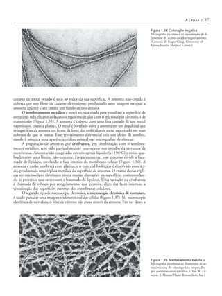 A CÉLULA / 27

                                                                                             Figura 1.34 Coloração negativa
                                                                                             Micrografia eletrônica de transmissão de fi-
                                                                                             lamentos de actina corados negativamente.
                                                                                             (Cortesia de Roger Craig, University of
                                                                                             Massachusetts Medical Center.)




corante de metal pesado é seco ao redor da sua superfície. A amostra não-corada é
coberta por um filme de corante eletrodenso, produzindo uma imagem na qual a
amostra aparece clara contra um fundo escuro corado.
      O sombreamento metálico é outra técnica usada para visualizar a superfície de
estruturas subcelulares isoladas ou macromoléculas com o microscópio eletrônico de
transmissão (Figura 1.35). A amostra é coberta com uma fina camada de um metal
vaporizado, como a platina. O metal é borrifado sobre a amostra em um ângulo tal que
as superfícies da amostra em frente da fonte das moléculas de metal vaporizado são mais
cobertas do que as outras. Esse revestimento diferencial cria um efeito de sombra,
dando à amostra uma aparência tridimensional nas micrografias eletrônicas.
      A preparação de amostras por criofratura, em combinação com o sombrea-
mento metálico, tem sido particularmente importante nos estudos da estrutura de
membranas. Amostras são congeladas em nitrogênio líquido (a -196ºC) e então que-
bradas com uma lâmina não-cortante. Freqüentemente, esse processo divide a bica-
mada de lipídeos, revelando a face interior da membrana celular (Figura 1.36). A
amostra é então recoberta com platina, e o material biológico é dissolvido com áci-
do, produzindo uma réplica metálica da superfície da amostra. O exame dessas répli-
cas no microscópio eletrônico revela muitas alterações na superfície, corresponden-
do às proteínas que atravessam a bicamada de lipídeos. Uma variação da criofratura
é chamada de esboço por congelamento, que permite, além das faces internas, a
visualização das superfícies externas das membranas celulares.
      O segundo tipo de microscopia eletrônica, a microscopia eletrônica de varredura,
é usado para dar uma imagem tridimensional das células (Figura 1.37). Na microscopia
eletrônica de varredura, o feixe de elétrons não passa através da amostra. Em vez disso, a




                                                                                             Figura 1.35 Sombreamento metálico
                                                                                             Micrografia eletrônica de filamentos de ac-
                                                                                             tina/miosina do citoesqueleto preparados
                                                                                             por sombreamento metálico. (Don W. Fa-
                                                                                             wcett, J. Heuser/Photo Researchers, Inc.)
 