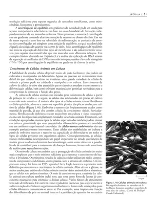 A CÉLULA / 31

resolução suficiente para separar organelas de tamanhos semelhantes, como mito-
côndrias, lisossomos e peroxissomos.
      A centrifugação de equilíbrio em gradientes de densidade pode ser usada para
separar componentes subcelulares com base nas suas densidades de flutuação, inde-
pendentemente de seu tamanho ou forma. Neste processo, a amostra é centrifugada
em um gradiente contendo alta concentração de sacarose ou cloreto de césio. Em vez
de serem separadas com base na velocidade de sedimentação, as partículas da amos-
tra são centrifugadas até atingirem uma posição de equilíbrio, na qual sua densidade
é igual à da solução de sacarose ou cloreto de césio. Essas centrifugações de equilíbrio
são úteis na separação de diferentes tipos de membranas e são suficientemente sensí-
veis para separar macromoléculas que são marcadas com diferentes isótopos. Um
exemplo clássico, discutido no Capítulo 3, é a análise da replicação do DNA através
da separação de moléculas de DNA contendo isótopos pesados e leves de nitrogênio
(15N e 14N) por centrifugação de equilíbrio em gradiente de cloreto de césio.

Crescimento de Células Animais em Cultura
A habilidade de estudar células depende muito de quão facilmente elas podem ser
cultivadas e manipuladas em laboratório. Apesar do processo ser tecnicamente mais
difícil do que cultivar bactérias ou leveduras, uma grande variedade de células de
animais e plantas pode ser cultivada e manipulada em cultura. Esses sistemas de
cultivo de células in vitro têm permitido que os cientistas estudem o crescimento e a
diferenciação celular, bem como efetuem manipulações genéticas necessárias para a
compreensão da estrutura e função dos genes.
      As culturas de células animais são iniciadas pelo isolamento de células a partir
de pedaços de tecidos e, a seguir, as células são adicionadas em placas de cultivo
contendo meio nutritivo. A maioria dos tipos de células animais, como fibroblastos
e células epiteliais, adere-se e cresce na superfície plástica das placas usadas para cul-
tivo de células (Figura 1.40). Embriões e tumores são freqüentemente usados como
material de partida, já que eles contêm células de crescimento rápido. Particular-
mente, fibroblastos de embriões crescem muito bem em cultura e como conseqüên-
cia são um dos tipos mais amplamente estudados de células animais. Entretanto, sob
condições apropriadas, muitos tipos de células especializadas também podem crescer
em cultura, permitindo que suas propriedades diferenciadas possam ser estudadas
em um ambiente experimental controlado. As células-tronco embrionárias são um
exemplo particularmente interessante. Essas células são estabelecidas em cultura a
partir de embriões precoces e mantêm sua capacidade de diferenciar-se em todos os
tipos de células presentes em organismos adultos. Conseqüentemente, as células-
tronco embrionárias desempenham um papel importante no estudo das funções de
muitos genes no desenvolvimento do camundongo, assim como oferecem a possibi-
lidade de contribuir para o tratamento de doenças humanas, fornecendo uma fonte
de tecidos para transplantoterapias.
      Os meios de cultura necessários para a propagação de células animais são muito
mais complexos que o meio mínimo suficiente para sustentar o crescimento de bac-
térias e leveduras. Os primeiros estudos de cultura celular utilizavam meios compos-
tos de componentes indefinidos, como plasma, soro e extratos de embrião. Um im-
portante avanço foi feito em 1955, quando Harry Eagle descreveu o primeiro meio
definido que sustentava o crescimento de células animais. Além de sais e glicose, os
meios usados para cultivo de células animais contêm vários aminoácidos e vitaminas,
que as células não podem sintetizar. O meio de crescimento para a maioria das célu-
las animais em cultura também inclui soro, que serve como fonte de fatores de cres-
                                                                                                                               10 µm
cimento necessários para estimular a divisão celular. Vários fatores de crescimento
têm sido identificados. Eles servem como reguladores essenciais para o crescimento e         Figura 1.40 Células animais em cultura
a diferenciação de células em organismos multicelulares, fornecendo sinais pelos quais       Micrografia eletrônica de varredura de fi-
                                                                                             broblastos humanos aderidos à superfície de
células diferentes comunicam-se entre si. Por exemplo, uma importante função                 uma placa de cultura. (David M. Phillips/
dos fibroblastos da pele no animal intacto é a proliferação quando for necessário            Visuals Unlimited.)
 