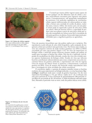 34 / GEOFFREY M. COOPER • ROBERT E. HAUSMAN

                                                                           É notável que muitas células vegetais sejam capazes de
                                                                     formar qualquer um dos diferentes tipos de células e teci-
                                                                     dos, essencialmente necessários para regenerar uma planta
                                                                     inteira. Conseqüentemente, sob apropriadas manipulações
                                                                     de nutrientes e de moléculas reguladoras de crescimento,
                                                                     células vegetais indiferenciadas em cultura podem ser indu-
                                                                     zidas a formar uma variedade de tecidos da planta, incluí-
                                                                     das raízes, troncos e folhas. Em muitos casos, até uma plan-
                                                                     ta inteira pode ser regenerada a partir de uma única célula
                                                                     em cultura. Além do interesse teórico, a capacidade de pro-
                                                                     duzir uma nova planta a partir de uma única célula que te-
                                                                     nha sido manipulada em cultura torna fácil a introdução de
                                                                     alterações genéticas em plantas, fornecendo importantes pos-
                                                                     sibilidades para a engenharia genética na agricultura.

Figura 1.42 Cultura de células vegetais                                Vírus
Uma massa indiferenciada de células vegetais   Vírus são parasitas intracelulares que não podem replicar por si próprios. Eles
(um calo) crescendo em um meio sólido.         reproduzem-se pela infecção de uma célula hospedeira e pela usurpação da ma-
(John N. A. Lott/Biological Photo Service.)
                                               quinaria celular para produzir mais partículas virais. Nas formas mais simples, os
                                               vírus são compostos somente do ácido nucléico genômico (ou DNA ou RNA)
                                               circundado por uma capa protéica (Figura 1.43). Os vírus são importantes na
                                               biologia celular e molecular porque fornecem sistemas simples que podem ser
                                               usados para investigar as funções das células. Pelo fato de a replicação viral de-
                                               pender do metabolismo da célula infectada, estudos dos vírus têm revelado mui-
                                               tos aspectos fundamentais da biologia celular. Estudos de vírus que infectam
                                               bactérias contribuíram substancialmente para nossa compreensão acerca dos me-
                                               canismos básicos da genética molecular, e experimentos com vírus de vegetais
                                               (vírus do mosaico do tabaco) foram os primeiros a demonstrarem o potencial
                                               genético do RNA. Vírus de animais têm fornecido sondas especialmente úteis
                                               para a investigação de várias atividades das células eucarióticas.
                                                      O crescimento rápido e o genoma de pequeno tamanho tornam as bactérias
                                               excelentes alvos para experimentos na biologia molecular, e os vírus bacterianos (bac-
                                               teriófagos) simplificam ainda mais o estudo da genética bacteriana. Um dos mais
                                               importantes bacteriófagos é o T4, que infecta e replica em E. coli. A infecção com
                                               uma única partícula de T4 leva à formação de aproximadamente 200 partículas vi-
                                               rais filhas em um período de 20 a 30 minutos. A célula inicialmente infectada rompe
                                               (lise), liberando as partículas virais no meio, onde elas podem infectar novas células.



                                                  (A)                                       (B)




Figura 1.43 Estrutura de um vírus de
animal
(A) A partícula do papilomavírus contém
uma pequena molécula de DNA circular re-
coberta por uma capa protéica (o capsídeo).
(B) Micrografia eletrônica de partículas de
papilomavírus humano. Foi adicionada colo-
ração artificial. (B, Linda Stannard/Science                                                                               50 nm
Photo Library/Photo Researchers, Inc.)                  DNA              Proteínas do capsídeo
 