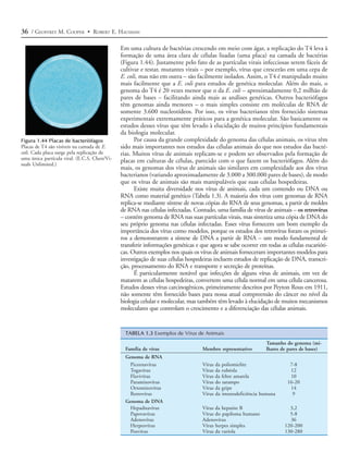 36 / GEOFFREY M. COOPER • ROBERT E. HAUSMAN

                                              Em uma cultura de bactérias crescendo em meio com ágar, a replicação do T4 leva à
                                              formação de uma área clara de células lisadas (uma placa) na camada de bactérias
                                              (Figura 1.44). Justamente pelo fato de as partículas virais infecciosas serem fáceis de
                                              cultivar e testar, mutantes virais – por exemplo, vírus que crescerão em uma cepa de
                                              E. coli, mas não em outra – são facilmente isolados. Assim, o T4 é manipulado muito
                                              mais facilmente que a E. coli para estudos de genética molecular. Além do mais, o
                                              genoma do T4 é 20 vezes menor que o da E. coli – aproximadamente 0,2 milhão de
                                              pares de bases – facilitando ainda mais as análises genéticas. Outros bacteriófagos
                                              têm genomas ainda menores – o mais simples consiste em moléculas de RNA de
                                              somente 3.600 nucleotídeos. Por isso, os vírus bacterianos têm fornecido sistemas
                                              experimentais extremamente práticos para a genética molecular. São basicamente os
                                              estudos desses vírus que têm levado à elucidação de muitos princípios fundamentais
                                              da biologia molecular.
Figura 1.44 Placas de bacteriófagos                 Por causa da grande complexidade do genoma das células animais, os vírus têm
Placas de T4 são visíveis na camada de E.     sido mais importantes nos estudos das células animais do que nos estudos das bacté-
coli. Cada placa surge pela replicação de     rias. Muitos vírus de animais replicam-se e podem ser observados pela formação de
uma única partícula viral. (E.C.S. Chen/Vi-   placas em culturas de células, parecido com o que fazem os bacteriófagos. Além do
suals Unlimited.)
                                              mais, os genomas dos vírus de animais são similares em complexidade aos dos vírus
                                              bacterianos (variando aproximadamente de 3.000 a 300.000 pares de bases), de modo
                                              que os vírus de animais são mais manipuláveis que suas células hospedeiras.
                                                    Existe muita diversidade nos vírus de animais, cada um contendo ou DNA ou
                                              RNA como material genético (Tabela 1.3). A maioria dos vírus com genomas de RNA
                                              replica-se mediante síntese de novas cópias do RNA de seus genomas, a partir de moldes
                                              de RNA nas células infectadas. Contudo, uma família de vírus de animais – os retrovírus
                                              – contém genoma de RNA nas suas partículas virais, mas sintetiza uma cópia de DNA do
                                              seu próprio genoma nas células infectadas. Esses vírus fornecem um bom exemplo da
                                              importância dos vírus como modelos, porque os estudos dos retrovírus foram os primei-
                                              ros a demonstrarem a síntese de DNA a partir de RNA – um modo fundamental de
                                              transferir informações genéticas e que agora se sabe ocorrer em todas as células eucarióti-
                                              cas. Outros exemplos nos quais os vírus de animais forneceram importantes modelos para
                                              investigação de suas células hospedeiras incluem estudos de replicação de DNA, transcri-
                                              ção, processamento do RNA e transporte e secreção de proteínas.
                                                    É particularmente notável que infecções de alguns vírus de animais, em vez de
                                              matarem as células hospedeiras, convertem uma célula normal em uma célula cancerosa.
                                              Estudos desses vírus carcinogênicos, primeiramente descritos por Peyton Rous em 1911,
                                              não somente têm fornecido bases para nossa atual compreensão do câncer no nível da
                                              biologia celular e molecular, mas também têm levado à elucidação de muitos mecanismos
                                              moleculares que controlam o crescimento e a diferenciação das células animais.


                                                TABELA 1.3 Exemplos de Vírus de Animais
                                                                                                              Tamanho do genoma (mi-
                                                Família de vírus                  Membro representativo       lhares de pares de bases)
                                                Genoma de RNA
                                                  Picornavírus                   Vírus da poliomielite                  7-8
                                                  Togavírus                      Vírus da rubéola                       12
                                                  Flavivírus                     Vírus da febre amarela                 10
                                                  Paramixovírus                  Vírus do sarampo                      16-20
                                                  Ortomixovírus                  Vírus da gripe                         14
                                                  Retrovírus                     Vírus da imunodeficiência humana        9
                                                Genoma de DNA
                                                  Hepadnavírus                   Vírus da hepatite B                    3,2
                                                  Papovavírus                    Vírus do papiloma humano               5-8
                                                  Adenovírus                     Adenovírus                             36
                                                  Herpesvírus                    Vírus herpes simples                 120-200
                                                  Poxvírus                       Vírus da varíola                     130-280
 