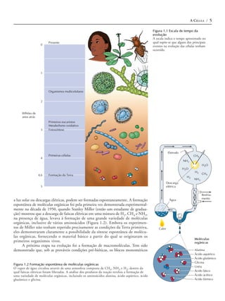 A CÉLULA / 5

                                                                                                 Figura 1.1 Escala de tempo da
                                                                                                 evolução
                                                                                                 A escala indica o tempo aproximado no
                         Presente                                                                qual supõe-se que alguns dos principais
                    0                                                                            eventos na evolução das células tenham
                                                                                                 ocorrido.




                    1




                         Organismos multicelulares


                    2


      Bilhões de
      anos atrás
                         Primeiros eucariotos
                         Metabolismo oxidativo
                    3    Fotossíntese




                                                                                                              Eletrodo
                         Primeiras células                                                                                      CH4
                    4
                                                                                                                         NH3
                                                                                                                                       H2O
                                                                                                                         H2O
                                                                                                                                 H2
                   4,6   Formação da Terra                                                                                             CH4
                                                                                                                           H2
                                                                                                                                 NH3
                                                                                                             Descarga
                    5                                                                                        elétrica

                                                                                                                                       Resfria-
                                                                                                                                       mento
a luz solar ou descargas elétricas, podem ser formadas espontaneamente. A formação                             Água
espontânea de moléculas orgânicas foi pela primeira vez demonstrada experimental-
mente na década de 1950, quando Stanley Miller (então um estudante de gradua-
ção) mostrou que a descarga de faíscas elétricas em uma mistura de H2, CH4 e NH3,
na presença de água, levava à formação de uma grande variedade de moléculas
orgânicas, inclusive de vários aminoácidos (Figura 1.2). Embora os experimen-
tos de Miller não tenham repetido precisamente as condições da Terra primitiva,                      Calor
eles demonstraram claramente a possibilidade da síntese espontânea de molécu-
las orgânicas, fornecendo o material básico a partir do qual se originaram os
                                                                                                                                 Moléculas
primeiros organismos vivos.                                                                                                      orgânicas
      A próxima etapa na evolução foi a formação de macromoléculas. Tem sido
demonstrado que, sob as prováveis condições pré-bióticas, os blocos monoméricos                                                  Alanina
                                                                                                                                 Ácido aspártico
                                                                                                                                 Ácido glutâmico
                                                                                                                                 Glicina
Figura 1.2 Formação espontânea de moléculas orgânicas
                                                                                                                                 Uréia
O vapor de água circulou através de uma atmosfera composta de CH4, NH3 e H2, dentro da
qual faíscas elétricas foram liberadas. A análise dos produtos da reação revelou a formação de                                   Ácido lático
uma variedade de moléculas orgânicas, incluindo os aminoácidos alanina, ácido aspártico, ácido                                   Ácido acético
glutâmico e glicina.                                                                                                             Ácido fórmico
 
