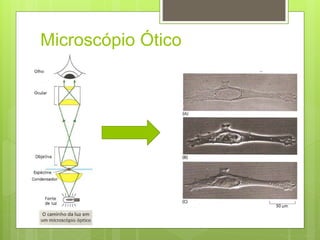 Microscópio Ótico
 