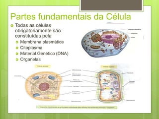 Partes fundamentais da Célula
 Todas as células
obrigatoriamente são
constituídas pela
 Membrana plasmática
 Citoplasma
 Material Genético (DNA)
 Organelas
 