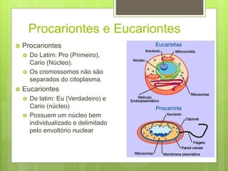 Procariontes e Eucariontes
 Procariontes
 Do Latim: Pro (Primeiro),
Cario (Núcleo).
 Os cromossomos não são
separados do citoplasma.
 Eucariontes
 Do latim: Eu (Verdadeiro) e
Cario (núcleo)
 Possuem um núcleo bem
individualizado e delimitado
pelo envoltório nuclear
 