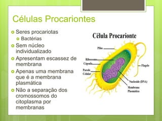 Células Procariontes
 Seres procariotas
 Bactérias
 Sem núcleo
individualizado
 Apresentam escassez de
membrana
 Apenas uma membrana
que é a membrana
plasmática
 Não a separação dos
cromossomos do
citoplasma por
membranas
 