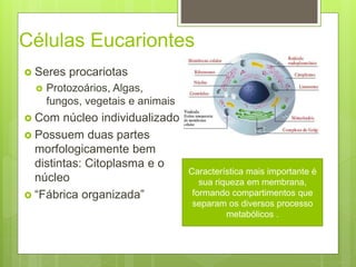 Células Eucariontes
 Seres procariotas
 Protozoários, Algas,
fungos, vegetais e animais
 Com núcleo individualizado
 Possuem duas partes
morfologicamente bem
distintas: Citoplasma e o
núcleo
 “Fábrica organizada”
Característica mais importante é
sua riqueza em membrana,
formando compartimentos que
separam os diversos processo
metabólicos .
 