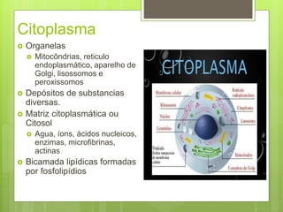 Citoplasma
 Organelas
 Mitocôndrias, reticulo
endoplasmático, aparelho de
Golgi, lisossomos e
peroxissomos
 Depósitos de substancias
diversas.
 Matriz citoplasmática ou
Citosol
 Agua, íons, ácidos nucleicos,
enzimas, microfibrinas,
actinas
 Bicamada lipídicas formadas
por fosfolipídios
 