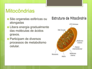 Mitocôndrias
 São organelas esféricas ou
alongadas
 Libera energia gradualmente
das moléculas de ácidos
graxos.
 Participam de diversos
processos de metabolismo
celular.
 