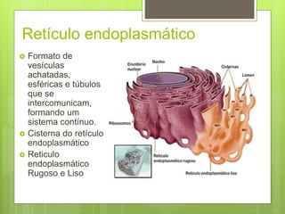 Retículo endoplasmático
 Formato de
vesículas
achatadas,
esféricas e túbulos
que se
intercomunicam,
formando um
sistema contínuo.
 Cisterna do retículo
endoplasmático
 Reticulo
endoplasmático
Rugoso e Liso
 