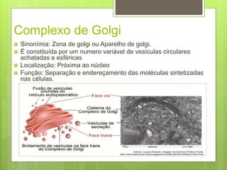 Complexo de Golgi
 Sinonímia: Zona de golgi ou Aparelho de golgi.
 É constituída por um numero variável de vesículas circulares
achatadas e esféricas
 Localização: Próxima ao núcleo
 Função: Separação e endereçamento das moléculas sintetizadas
nas células.
 