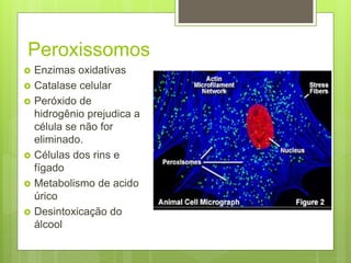 Peroxissomos
 Enzimas oxidativas
 Catalase celular
 Peróxido de
hidrogênio prejudica a
célula se não for
eliminado.
 Células dos rins e
fígado
 Metabolismo de acido
úrico
 Desintoxicação do
álcool
 