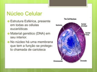 Núcleo Celular
 Estrutura Esférica, presente
em todas as células
eucarióticas
 Material genético (DNA) em
seu interior.
 No núcleo há uma membrana
que tem a função se protege-
lo chamada de carioteca
 