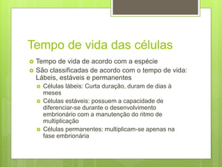 Tempo de vida das células
 Tempo de vida de acordo com a espécie
 São classificadas de acordo com o tempo de vida:
Lábeis, estáveis e permanentes
 Células lábeis: Curta duração, duram de dias à
meses
 Células estáveis: possuem a capacidade de
diferenciar-se durante o desenvolvimento
embrionário com a manutenção do ritmo de
multiplicação
 Células permanentes: multiplicam-se apenas na
fase embrionária
 