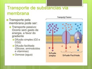 Transporte de substancias via
membrana
 Transporte pela
membrana pode ser:
 Transporte passivo:
Ocorre sem gasto de
energia, a favor do
gradiente
 Difusão simples (O2 e
CO2)
 Difusão facilitada
(Glicose, aminoácidos
e vitaminas)
 Osmose (agua)
 