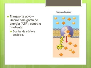  Transporte ativo –
Ocorre com gasto de
energia (ATP), contra o
gradiente
 Bomba de sódio e
potássio.
 