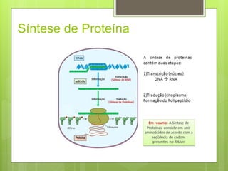 Síntese de Proteína
 