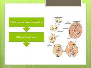 Células procariontes autotróficas
Células Eucariontes
 