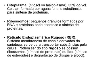Citoplasma:  (citosol ou hialoplasma), 55% do vol. Celular, formado por águas íons, e substâncias para síntese de proteínas. Ribossomos:  pequenos grânulos formados por RNA e proteínas onde acontece a síntese de proteínas. Reticulo Endoplasmárico Rugoso (RER):  Sistema membranoso de canais derivados da carioteca, serve para transportar substâncias pela célula. Podem ser do tipo  rugoso  se possuir ribossomos (síntese de proteínas) ou  liso  (síntese de esteróides) e degradação de drogas e álcool ). 