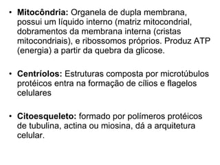 Mitocôndria:  Organela de dupla membrana, possui um líquido interno (matriz mitocondrial,  dobramentos da membrana interna (cristas mitocondriais), e ribossomos próprios. Produz ATP (energia) a partir da quebra da glicose. Centríolos:  Estruturas composta por microtúbulos protéicos entra na formação de cílios e flagelos celulares Citoesqueleto:  formado por polímeros protéicos de tubulina, actina ou miosina, dá a arquitetura celular. 