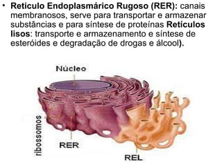 Reticulo Endoplasmárico Rugoso (RER):  canais membranosos, serve para transportar e armazenar substâncias e para síntese de proteínas  Retículos lisos : transporte e armazenamento e síntese de esteróides e degradação de drogas e álcool ). 