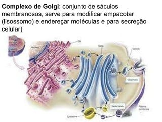 Complexo de Golgi : conjunto de sáculos membranosos, serve para modificar empacotar (lisossomo) e endereçar moléculas e para secreção celular) 