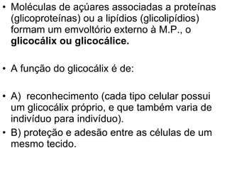 Moléculas de açúares associadas a proteínas  (glicoproteínas) ou a lipídios (glicolipídios)  formam um emvoltório externo à M.P., o  glicocálix ou glicocálice. A função do glicocálix é de: A)  reconhecimento (cada tipo celular possui um glicocálix próprio, e que também varia de indivíduo para indivíduo). B) proteção e adesão entre as células de um mesmo tecido.  