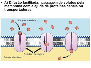 A)  Difusão facilitada:   passagem de  solutos pela membrana com a ajuda de proteínas canais ou transportadoras.  