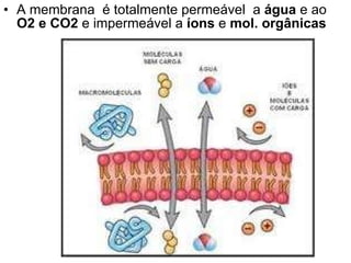 A membrana  é totalmente permeável  a  água  e ao  O2 e CO2  e impermeável a  íons  e  mol. orgânicas 