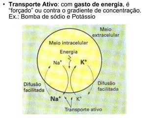 Transporte Ativo : com  gasto de energia , é “forçado” ou contra o gradiente de concentração. Ex.: Bomba de sódio e Potássio 