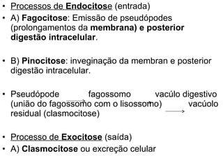 Processos de  Endocitos e  (entrada) A)  Fagocitose : Emissão de pseudópodes (prolongamentos da  membrana) e posterior   digestão intracelular . B)  Pinocitose : inveginação da membran e posterior digestão intracelular.  Pseudópode  fagossomo  vacúlo digestivo (união do fagossomo com o lisossomo)  vacúolo residual (clasmocitose) Processo de  Exocitose  (saída) A)  Clasmocitose  ou excreção celular 