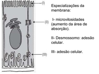 Especializações da membrana:  I- microvilosidades (aumento da área de absorção). II- Desmossomo: adesão celular. III- adesão celular. 