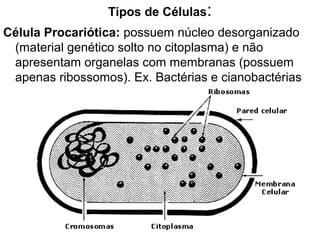 Tipos de Células:
Célula Procariótica: possuem núcleo desorganizado
 (material genético solto no citoplasma) e não
 apresentam organelas com membranas (possuem
 apenas ribossomos). Ex. Bactérias e cianobactérias
 