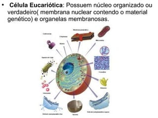 • Célula Eucariótica: Possuem núcleo organizado ou
 verdadeiro( membrana nuclear contendo o material
 genético) e organelas membranosas.
 