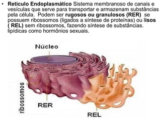 • Reticulo Endoplasmático Sistema membranoso de canais e
  vesículas que serve para transportar e armazenam substâncias
  pela célula. Podem ser rugosos ou granulosos (RER) se
  possuem ribossomos (ligados a síntese de proteínas) ou lisos
  ( REL) sem ribossomos, fazendo síntese de substâncias.
  lipídicas como hormônios sexuais.
 