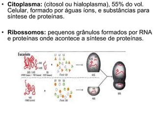 • Citoplasma: (citosol ou hialoplasma), 55% do vol.
  Celular, formado por águas íons, e substâncias para
  síntese de proteínas.

• Ribossomos: pequenos grânulos formados por RNA
  e proteínas onde acontece a síntese de proteínas.
 