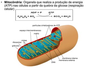 • Mitocôndria: Organela que realiza a produção de energia
  (ATP) nas células a partir da quebra da glicose (respiração
  celular).
 