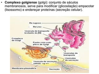 • Complexo golgiense (golgi): conjunto de sáculos
  membranosos, serve para modificar (glicosilação) empacotar
  (lisossomo) e endereçar proteínas (secreção celular).
 