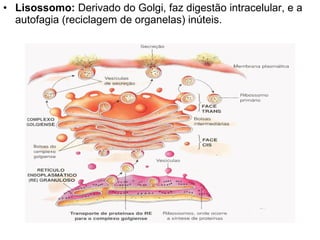 • Lisossomo: Derivado do Golgi, faz digestão intracelular, e a
  autofagia (reciclagem de organelas) inúteis.
 