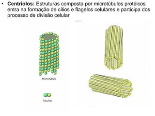 • Centríolos: Estruturas composta por microtúbulos protéicos
  entra na formação de cílios e flagelos celulares e participa dos
  processo de divisão celular
 
