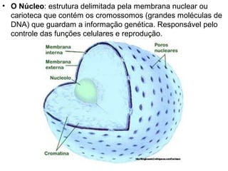 • O Núcleo: estrutura delimitada pela membrana nuclear ou
  carioteca que contém os cromossomos (grandes moléculas de
  DNA) que guardam a informação genética. Responsável pelo
  controle das funções celulares e reprodução.
 