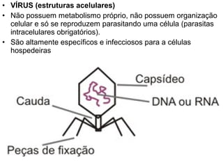 • VÍRUS (estruturas acelulares)
• Não possuem metabolismo próprio, não possuem organização
  celular e só se reproduzem parasitando uma célula (parasitas
  intracelulares obrigatórios).
• São altamente específicos e infecciosos para a células
  hospedeiras
 