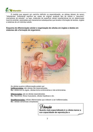 À medida que seguem em caminho definido na especialização, as células deixam de serem
“totipotentes’ (totipotente significa ser capaz de originar qualquer tipo de célula) e “assumem”
marcadores de posição”, ou seja, moléculas de superfície celular características de um determinado
local do embrião, associadas aos mecanismos subsequentes que levarão à formação de tecidos, órgãos
e sistemas de um indivíduo adulto.


Esquema de diferenciação celular e organização de células em órgãos e destes em
sistemas até a formação do organismo.




     As células quanto á diferenciação podem ser:
     Indiferenciadas: são células não especializadas.
     Ex.: célula-ovo ou zigoto, células-tronco embrionárias e não embrionárias.

     Diferenciadas: são as células especializadas.
     Ex.: Neurônios, fibras musculares, células hepáticas e etc.

     Desdiferenciadas: células diferenciadas que voltaram a ser indiferenciadas.
     Ex.: células cancerosas (neoplasias).




                                           Quanto mais especializada é a célula menor a
                                           sua capacidade de reprodução e


                                                     2
 