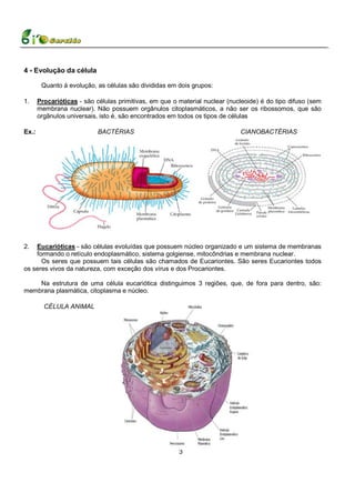 4 - Evolução da célula

        Quanto à evolução, as células são divididas em dois grupos:

1.     Procarióticas - são células primitivas, em que o material nuclear (nucleoide) é do tipo difuso (sem
       membrana nuclear). Não possuem orgânulos citoplasmáticos, a não ser os ribossomos, que são
       orgânulos universais, isto é, são encontrados em todos os tipos de células

Ex.:                        BACTÉRIAS                                        CIANOBACTÉRIAS




2.  Eucarióticas - são células evoluídas que possuem núcleo organizado e um sistema de membranas
    formando o retículo endoplasmático, sistema golgiense, mitocôndrias e membrana nuclear.
      Os seres que possuem tais células são chamados de Eucariontes. São seres Eucariontes todos
os seres vivos da natureza, com exceção dos vírus e dos Procariontes.

    Na estrutura de uma célula eucariótica distinguimos 3 regiões, que, de fora para dentro, são:
membrana plasmática, citoplasma e núcleo.

         CÉLULA ANIMAL




                                                        3
 