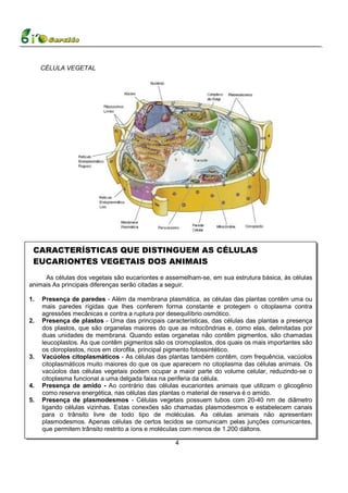 CÉLULA VEGETAL




 CARACTERÍSTICAS QUE DISTINGUEM AS CÉLULAS
 EUCARIONTES VEGETAIS DOS ANIMAIS
     As células dos vegetais são eucariontes e assemelham-se, em sua estrutura básica, às células
animais As principais diferenças serão citadas a seguir.

1.   Presença de paredes - Além da membrana plasmática, as células das plantas contêm uma ou
     mais paredes rígidas que lhes conferem forma constante e protegem o citoplasma contra
     agressões mecânicas e contra a ruptura por desequilíbrio osmótico.
2.   Presença de plastos - Uma das principais características, das células das plantas a presença
     dos plastos, que são organelas maiores do que as mitocôndrias e, como elas, delimitadas por
     duas unidades de membrana. Quando estas organelas não contêm pigmentos, são chamadas
     leucoplastos. As que contêm pigmentos são os cromoplastos, dos quais os mais importantes são
     os cloroplastos, ricos em clorofila, principal pigmento fotossintético.
3.   Vacúolos citoplasmáticos - As células das plantas também contêm, com frequência, vacúolos
     citoplasmáticos muito maiores do que os que aparecem no citoplasma das células animais. Os
     vacúolos das células vegetais podem ocupar a maior parte do volume celular, reduzindo-se o
     citoplasma funcional a uma delgada faixa na periferia da célula.
4.   Presença de amido - Ao contrário das células eucariontes animais que utilizam o glicogênio
     como reserva energética, nas células das plantas o material de reserva é o amido.
5.   Presença de plasmodesmos - Células vegetais possuem tubos com 20-40 nm de diâmetro
     ligando células vizinhas. Estas conexões são chamadas plasmodesmos e estabelecem canais
     para o trânsito livre de todo tipo de moléculas. As células animais não apresentam
     plasmodesmos. Apenas células de certos tecidos se comunicam pelas junções comunicantes,
     que permitem trânsito restrito a íons e moléculas com menos de 1.200 dáltons.

                                                  4
 