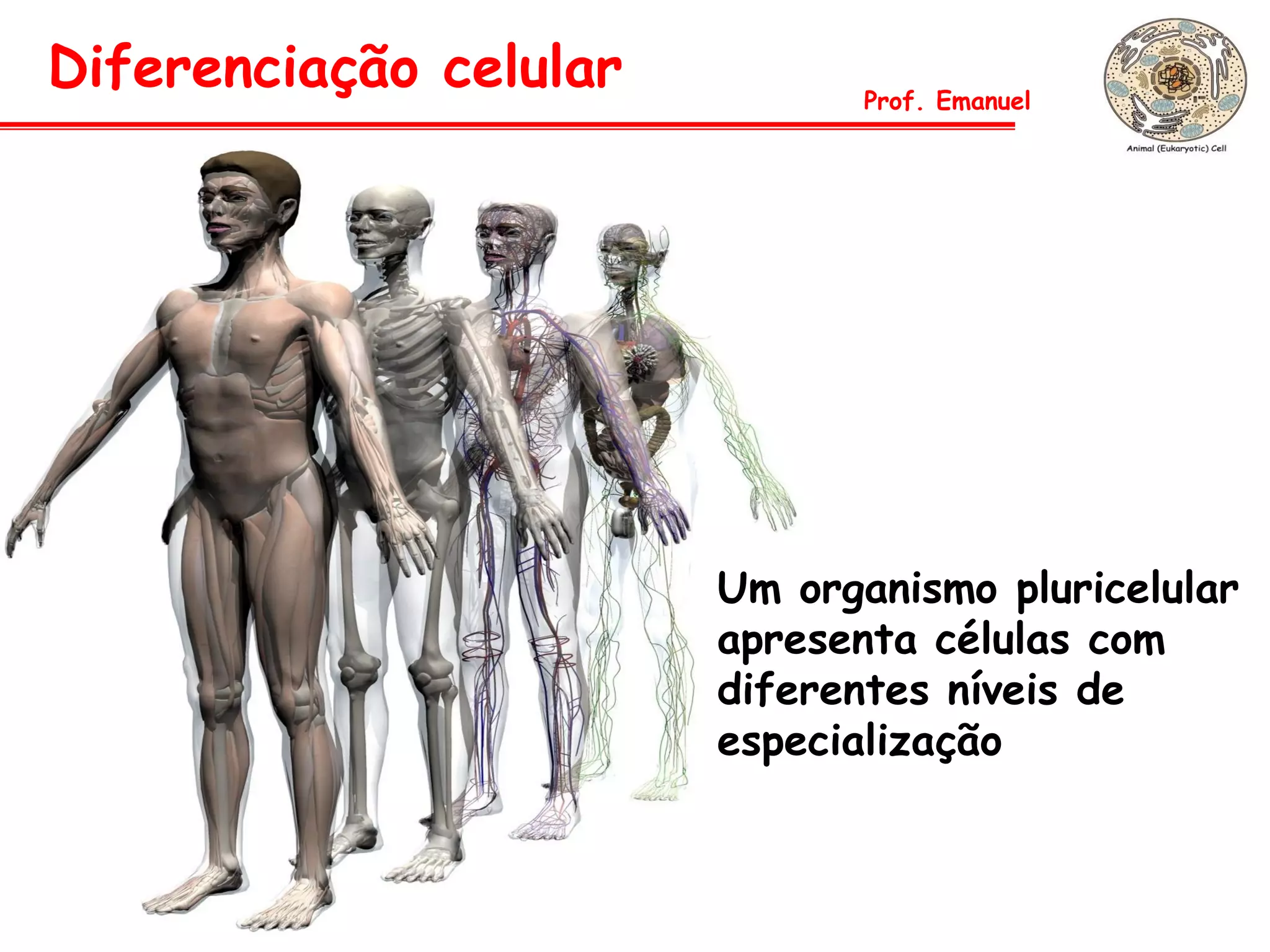Diferenciação celular          Prof. Emanuel




                        Um organismo pluricelular
                        apresenta células com
                        diferentes níveis de
                        especialização
 