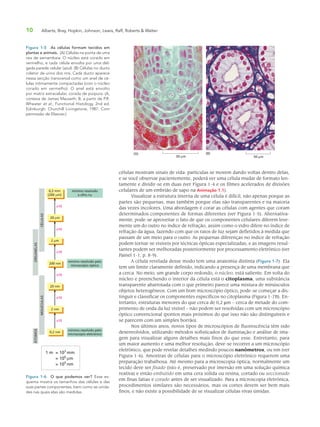 10 Alberts, Bray, Hopkin, Johnson, Lewis, Raff, Roberts & Walter
células mostram sinais de vida: partículas se movem dando voltas dentro delas,
e se você observar pacientemente, poderá ver uma célula mudar de formato len-
tamente e dividir-se em duas (ver Figura 1-4 e os filmes acelerados de divisões
celulares de um embrião de sapo na Animação 1.1).
Visualizar a estrutura interna de uma célula é difícil, não apenas porque as
partes são pequenas, mas também porque elas são transparentes e na maioria
das vezes incolores. Uma abordagem é corar as células com agentes que coram
determinados componentes de formas diferentes (ver Figura 1-5). Alternativa-
mente, pode-se aproveitar o fato de que os componentes celulares diferem leve-
mente um do outro no índice de refração, assim como o vidro difere no índice de
refração da água, fazendo com que os raios de luz sejam defletidos à medida que
passam de um meio para o outro. As pequenas diferenças no índice de refração
podem tornar-se visíveis por técnicas ópticas especializadas, e as imagens resul-
tantes podem ser melhoradas posteriormente por processamento eletrônico (ver
Painel 1-1, p. 8-9).
A célula revelada desse modo tem uma anatomia distinta (Figura 1-7). Ela
tem um limite claramente definido, indicando a presença de uma membrana que
a cerca. No meio, um grande corpo redondo, o núcleo, está saliente. Em volta do
núcleo e preenchendo o interior da célula está o citoplasma, uma substância
transparente abarrotada com o que primeiro parece uma mistura de minúsculos
objetos heterogêneos. Com um bom microscópio óptico, pode-se começar a dis-
tinguir e classificar os componentes específicos no citoplasma (Figura 1-7B). En-
tretanto, estruturas menores do que cerca de 0,2 μm – cerca de metade do com-
primento de onda da luz visível – não podem ser resolvidas com um microscópio
óptico convencional (pontos mais próximos do que isso não são distinguíveis e
se parecem com um simples borrão).
Nos últimos anos, novos tipos de microscópios de fluorescência têm sido
desenvolvidos, utilizando métodos sofisticados de iluminação e análise de ima-
gem para visualizar alguns detalhes mais finos do que esse. Entretanto, para
um maior aumento e uma melhor resolução, deve-se recorrer a um microscópio
eletrônico, que pode revelar detalhes medindo poucos nanômetros, ou nm (ver
Figura 1-6). Amostras de células para o microscópio eletrônico requerem uma
preparação trabalhosa. Até mesmo para a microscopia óptica, normalmente um
tecido deve ser fixado (isto é, preservado por imersão em uma solução química
reativa) e então embutido em uma cera sólida ou resina, cortado ou seccionado
em finas fatias e corado antes de ser visualizado. Para a microscopia eletrônica,
procedimentos similares são necessários, mas os cortes devem ser bem mais
finos, e não existe a possibilidade de se visualizar células vivas úmidas.
Figura 1-5 As células formam tecidos em
plantas e animais. (A) Células na ponta de uma
raiz de samambaia. O núcleo está corado em
vermelho, e cada célula envolta por uma del-
gada parede celular (azul). (B) Células no ducto
coletor de urina dos rins. Cada ducto aparece
nessa secção transversal como um anel de cé-
lulas intimamente compactadas (com o núcleo
corado em vermelho). O anel está envolto
por matriz extracelular, corada de púrpura. (A,
cortesia de James Mauseth; B, a partir de P.R.
Wheater et al., Functional Histology, 2nd ed.
Edinburgh: Churchill Livingstone, 1987. Com
permissão de Elsevier.)
(B)(A)
50 µm 50 µm
0,2 mm
(200 µm)
x10
20 µm
2 µm
200 nm
20 nm
2 nm
0,2 nm
mínimo resolvido
a olho nu
mínimo resolvido pelo
microscópio óptico
mínimo resolvido pelo
microscópio eletrônico
CÉLULAS
ORGANELAS
MOLÉCULAS
ÁTOMOS
= 103
mm
= 106
µm
= 109
nm
1 m
x10
x10
x10
x10
x10
Figura 1-6 O que podemos ver? Esse es-
quema mostra os tamanhos das células e das
suas partes componentes, bem como as unida-
des nas quais elas são medidas.
 
