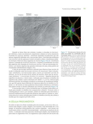 Fundamentos da Biologia Celular 11
Quando as fatias finas são cortadas, coradas e colocadas no microscó-
pio eletrônico, muito da mistura de componentes celulares se torna claramente
resolvida em organelas distintas – estruturas separadas reconhecíveis que são
apenas vagamente definidas sob o microscópio óptico. Uma delicada membrana
com cerca de 5 nm de espessura é visível cercando a célula, e membranas simila-
res formam o limite de várias organelas no interior (Figura 1-8A, B). A membrana
externa é chamada de membrana plasmática, enquanto as membranas em torno
das organelas são chamadas de membranas internas. Com um microscópio ele-
trônico, até mesmo algumas das grandes moléculas em uma célula podem ser
visualizadas individualmente (Figura 1-8C).
O tipo de microscópio eletrônico utilizado para observar finas secções de
tecido é conhecido como microscópio eletrônico de transmissão. Esse é, em prin-
cípio, semelhante a um microscópio óptico, exceto por transmitir um feixe de
elétrons, em vez de um feixe de luz através da amostra. Outro tipo de micros-
cópio eletrônico – o microscópio eletrônico de varredura – dispersa elétrons da
superfície da amostra e, desse modo, é utilizado para visualizar os detalhes da
superfície das células e outras estruturas (ver Painel 1-1, p. 8-9). A microscopia
eletrônica permite aos biólogos visualizar as estruturas de membranas biológi-
cas, que têm apenas duas moléculas de espessura (descrita em detalhes no Ca-
pítulo 11). Até mesmo os mais poderosos microscópios eletrônicos, entretanto,
não podem revelar os átomos individuais que formam as moléculas (Figura 1-9).
O microscópio não é a única ferramenta que os biólogos moleculares uti-
lizam para estudar os detalhes dos componentes celulares. Técnicas como a
cristalografia por raios X, por exemplo, podem ser utilizadas para determinar a
estrutura tridimensional de moléculas proteicas (discutido no Capítulo 4). Deve-
remos descrever outros métodos para sondar os trabalhos internos das células à
medida que eles surgirem por todo o livro.
A CÉLULA PROCARIÓTICA
De todos os tipos de células reveladas pelo microscópio, as bactérias têm a es-
trutura mais simples e quase chegam a nos mostrar a vida desnudada até o seu
âmago. As bactérias essencialmente não contêm organelas – nem mesmo um
núcleo para conter o seu DNA. Essa propriedade – a presença ou ausência de um
núcleo – é utilizada como base para uma classificação simples, mas fundamental
para todos os organismos vivos. Os organismos cujas células têm um núcleo são
Figura 1-7 As estruturas internas de uma
célula viva podem ser visualizadas sob um
microscópio óptico. (A) Uma célula obtida da
pele humana e crescida em cultura de tecido
foi fotografada com um microscópio óptico uti-
lizando lentes de contraste de interferência (ver
Painel 1-1, p. 8-9). O núcleo está especialmente
proeminente. (B) Uma célula de pigmento de
um sapo, corada com corantes fluorescentes
e visualizada com um microscópio confocal
(ver Painel 1-1). O núcleo está mostrado em
azul, os grânulos de pigmento, em vermelho,
e os microtúbulos – uma classe de filamentos
construídos a partir de moléculas proteicas no
citoplasma –, em verde. (A, cortesia de Casey
Cunningham; B, cortesia de Steve Rogers e do
Imaging Technology Group.)
Citoplasma
Membrana
plasmática Núcleo
40 µm 10 µm
(A) (B)
 