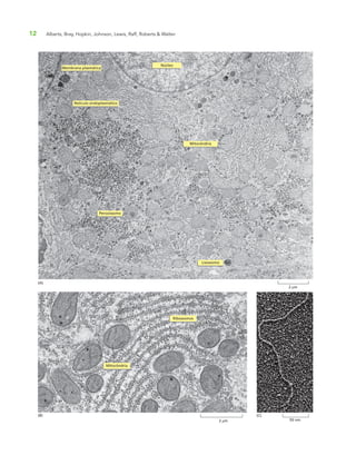 12 Alberts, Bray, Hopkin, Johnson, Lewis, Raff, Roberts & Walter
Núcleo
Membrana plasmática
Retículo endoplasmático
Peroxissomo
Lisossomo
Mitocôndria
2 µm
(A)
Ribossomos
2 µm
(B)
Mitocôndria
50 nm
(C)
 